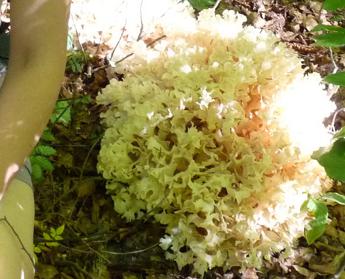 Curioso fungo dai monti croati